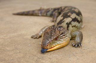Common blue tongued skink